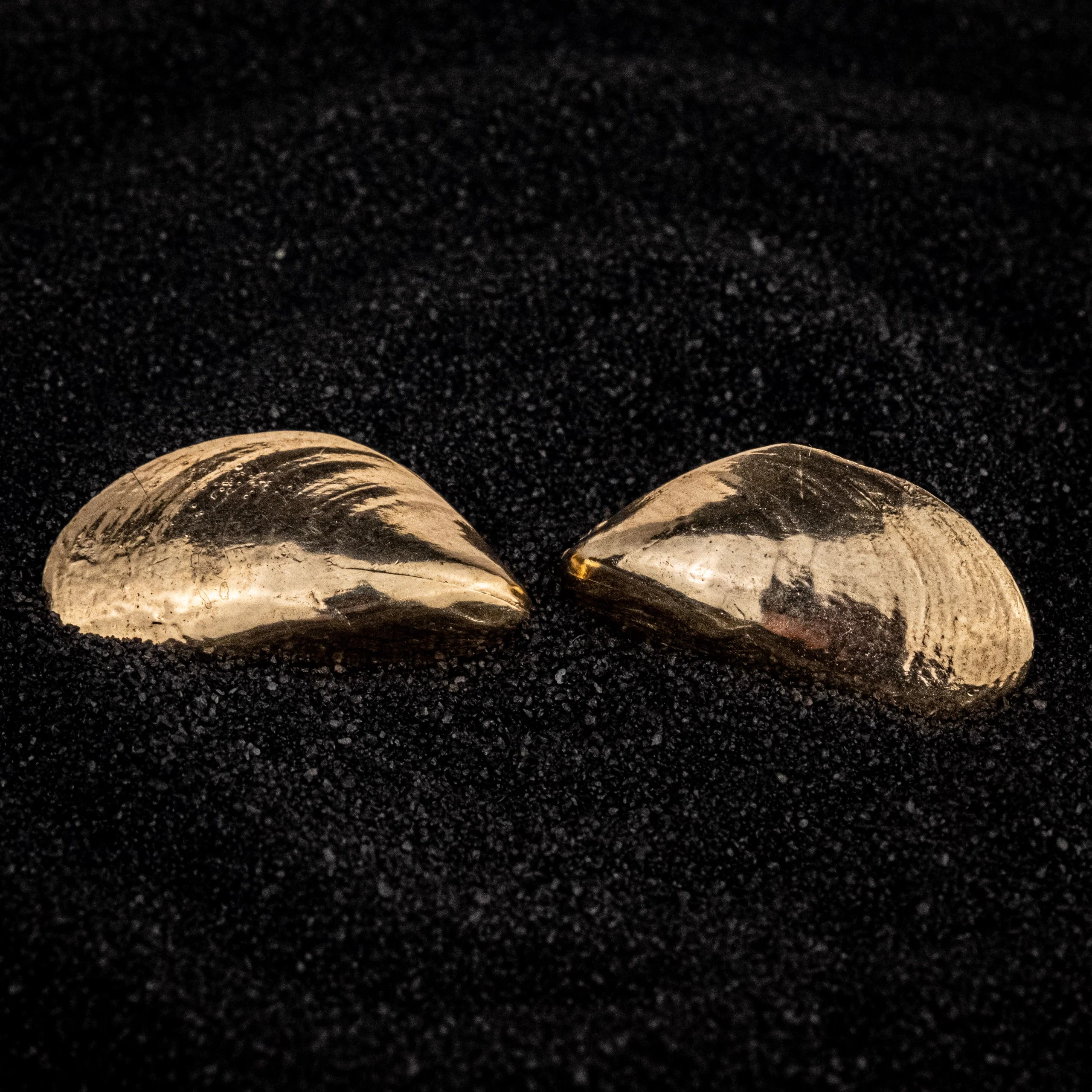 Mollusk Studs: 10k Gold